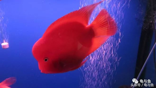 鹦鹉鱼的饲养技巧与方法大全,迷你鹦鹉鱼的饲养环境怎么样