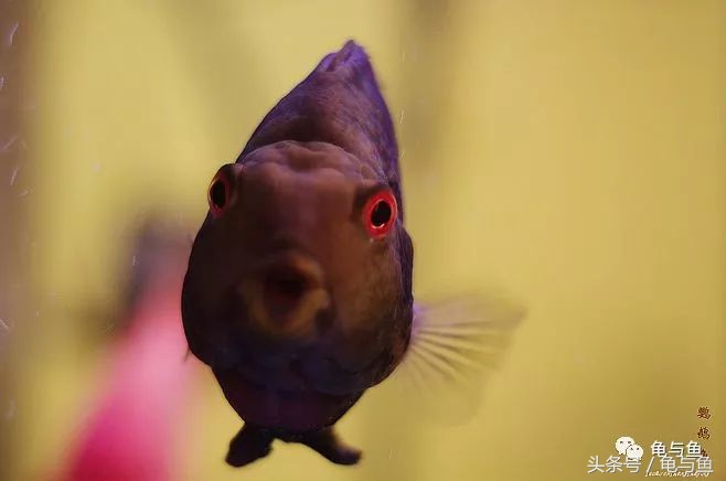 鹦鹉鱼的饲养技巧与方法大全,迷你鹦鹉鱼的饲养环境怎么样