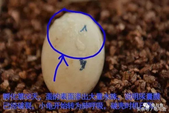 草龟刚从蛋孵化出来怎么养,草龟产蛋自然孵化条件