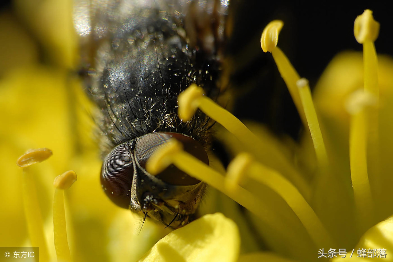 为什么蜜蜂眼睛都是复眼,蜜蜂的眼睛与复眼的区别