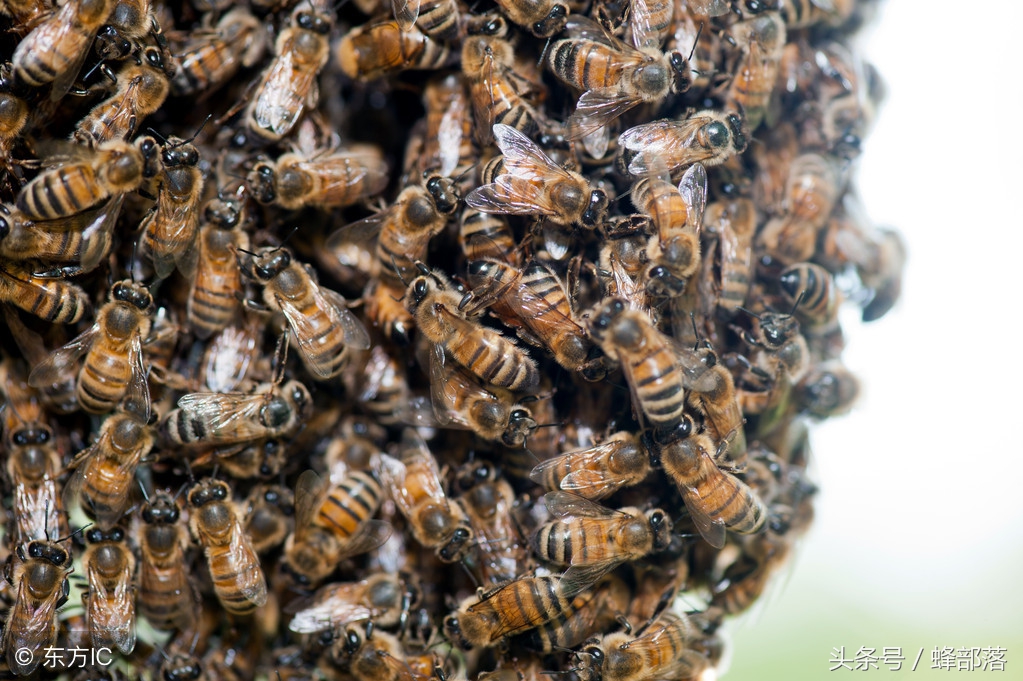 为什么蜜蜂眼睛都是复眼,蜜蜂的眼睛与复眼的区别