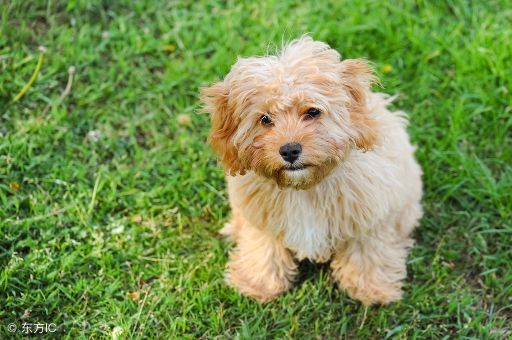 泰迪突然不吃狗粮是什么原因,泰迪毛不卷什么原因