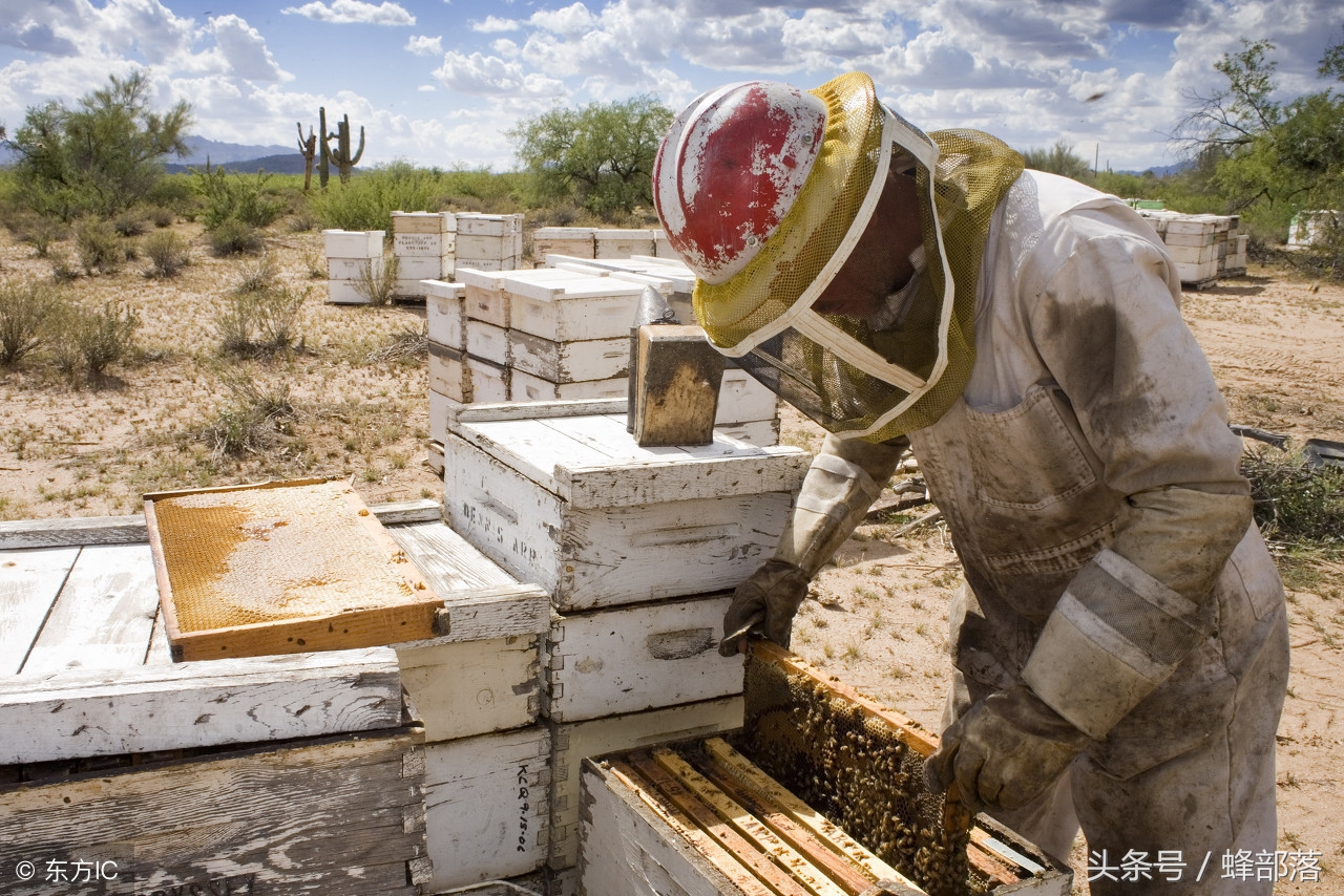 养蜂技术新手养殖蜜蜂须知,蜜蜂养殖蜂群管理