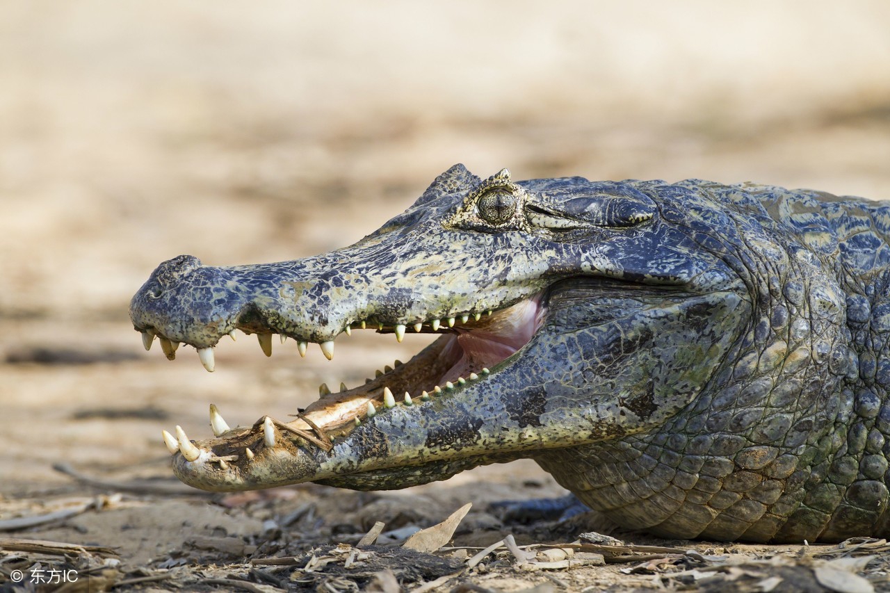 比黄金还贵的软黄金,它被誉为黄金补品