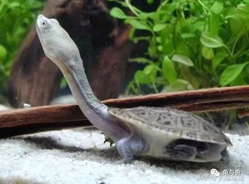 常见龟寿命,盘点最常见的龟它们的寿命是多少