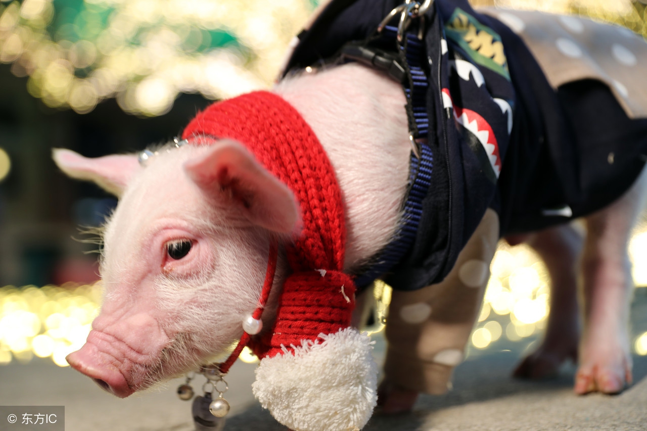 寝室可以养宠物吗,学校寝室养宠物违法吗