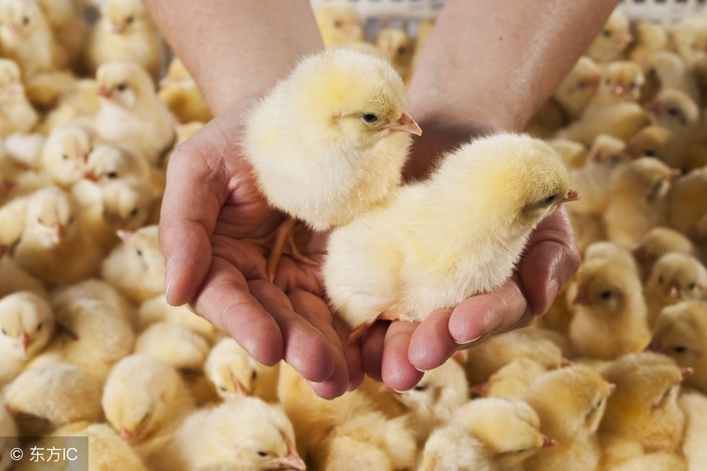 雏鸡公母翻肛鉴别正确方法,28天的雏鸡能不能分公母