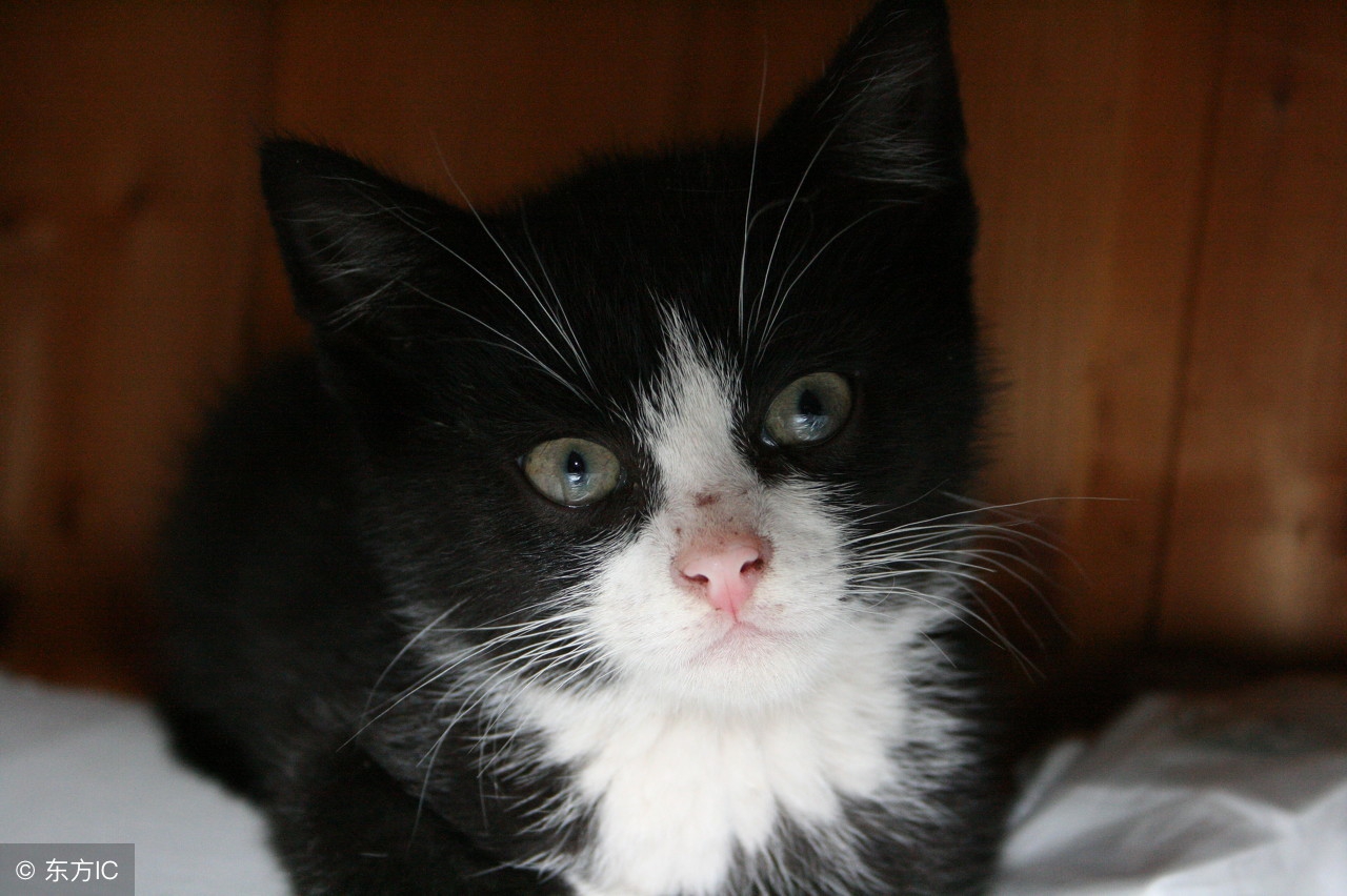 什么情况下给猫咪打疫苗,猫咪疫苗第一针和第二针最长间隔