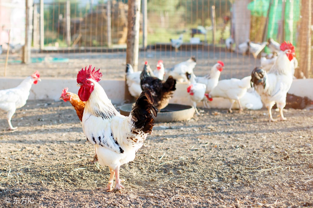 发酵床养鸡的优缺点,发酵床养鸡最佳方法