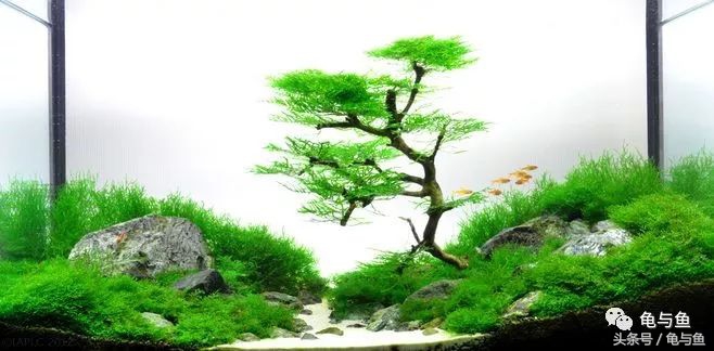 水草缸如何判断是否缺氧,水草缸检测水质