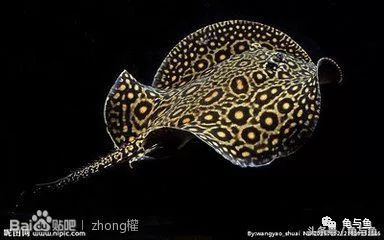 热带鱼地图和什么混养,小热带鱼混养换水视频