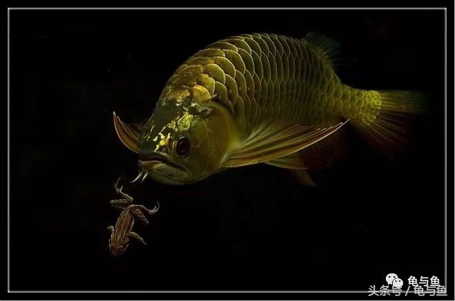 热带鱼地图和什么混养,小热带鱼混养换水视频