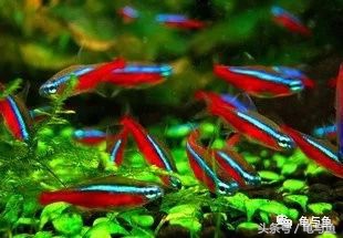 热带鱼地图和什么混养,小热带鱼混养换水视频