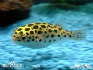 热带鱼地图和什么混养,小热带鱼混养换水视频