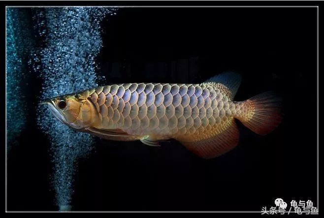 三合一过滤水泵正确用法,三合一过滤泵和潜水泵哪个好