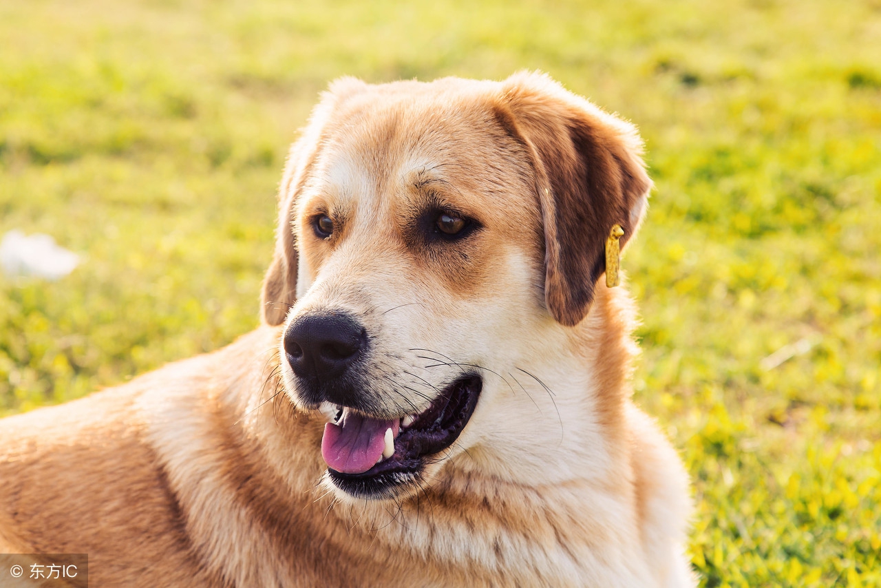 原来小狗子也有换牙期,小狗最后一次换牙