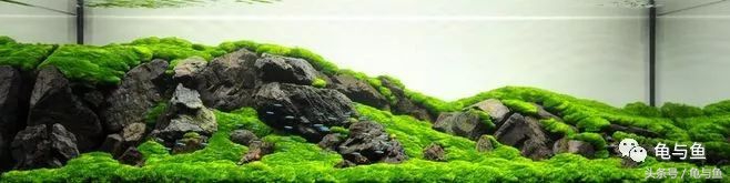 水草缸如何判断是否缺氧,水草缸检测水质