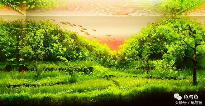 水草缸如何判断是否缺氧,水草缸检测水质