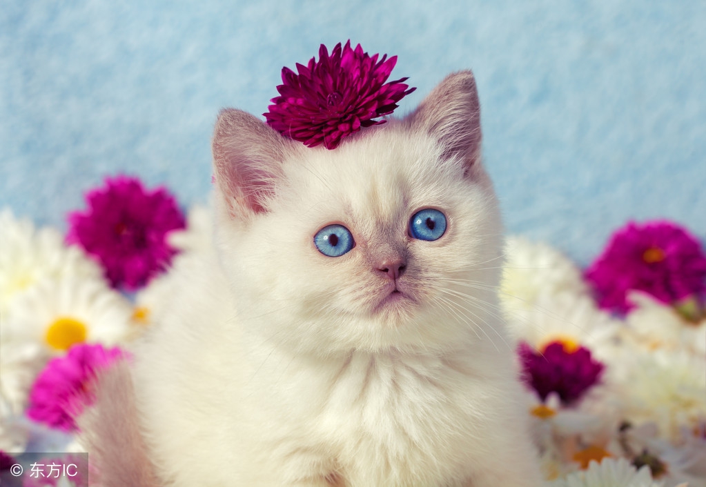 什么情况下给猫咪打疫苗,猫咪疫苗第一针和第二针最长间隔