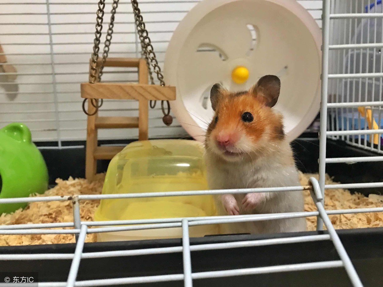 寝室可以养宠物吗,学校寝室养宠物违法吗