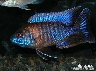 热带鱼地图和什么混养,小热带鱼混养换水视频