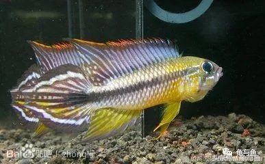 热带鱼地图和什么混养,小热带鱼混养换水视频