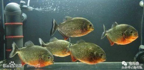 热带鱼地图和什么混养,小热带鱼混养换水视频