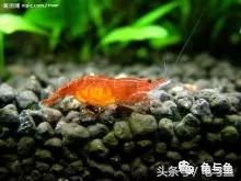 热带鱼地图和什么混养,小热带鱼混养换水视频