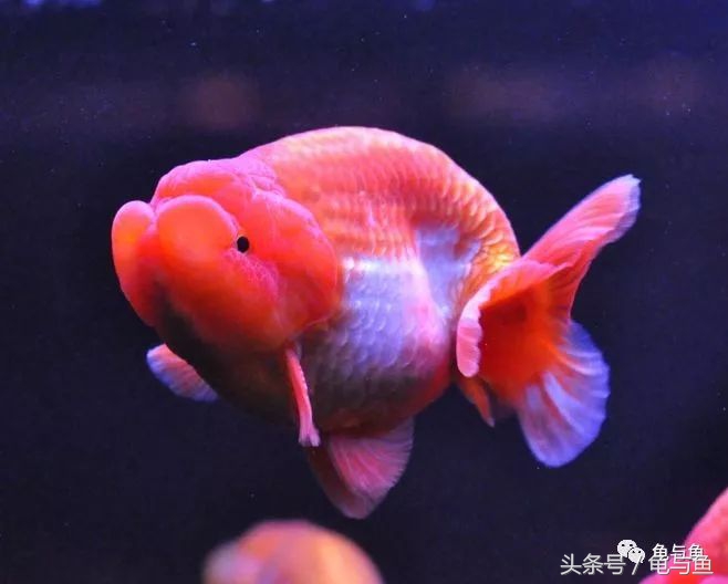 三合一过滤水泵正确用法,三合一过滤泵和潜水泵哪个好