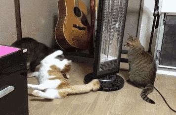 家里的猫太胖了,家里猫太皮怎么办