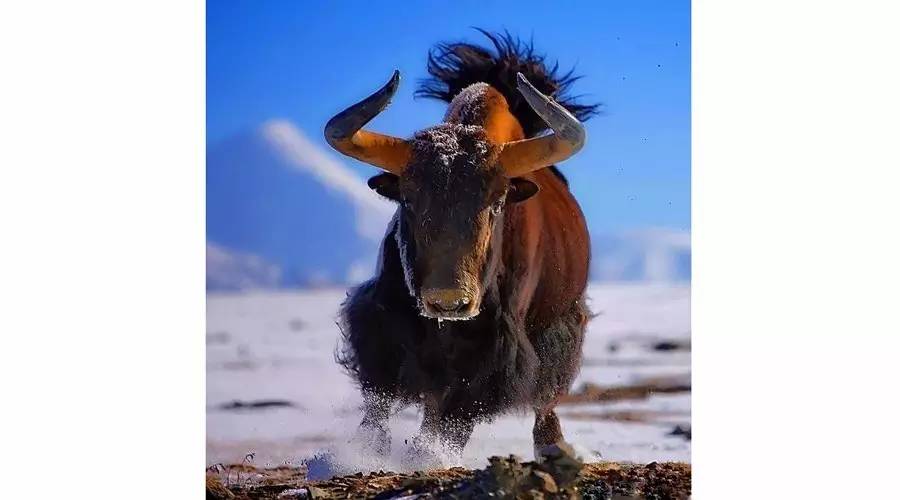 青海三文鱼网购,青海三文鱼购买网站