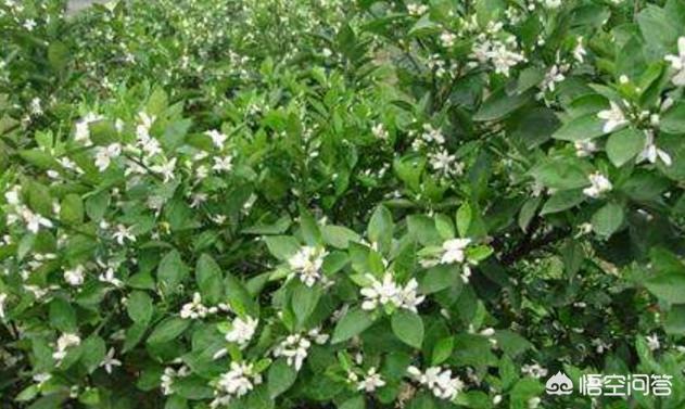 果农怎么保果,果树保花小妙招