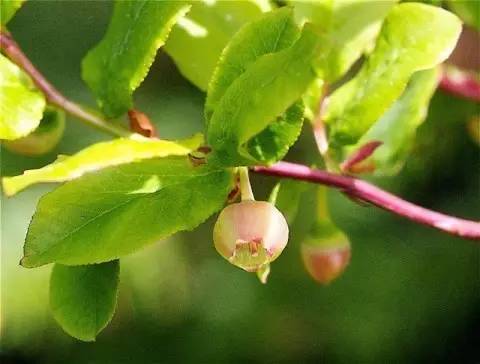 和草莓差不多的水果,哪些水果有别的名称呢