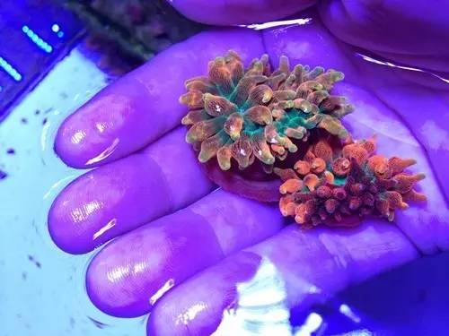 奶嘴计划基础知识,奶嘴的介绍话术