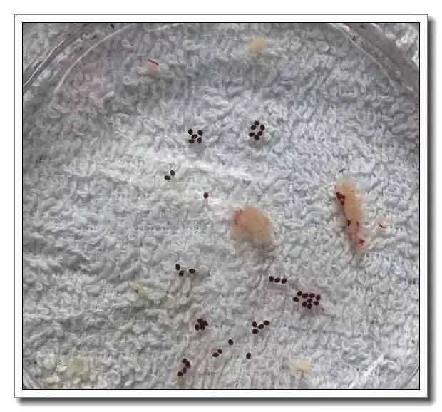 抱卵的虾但是死了该怎么拯救虾卵,母虾死亡虾卵怎么孵化