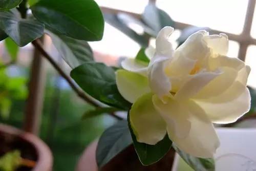 暗黑系石楠花退场的夏天，谁才是武汉新一轮的夏花担当？