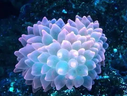 奶嘴计划基础知识,奶嘴的介绍话术