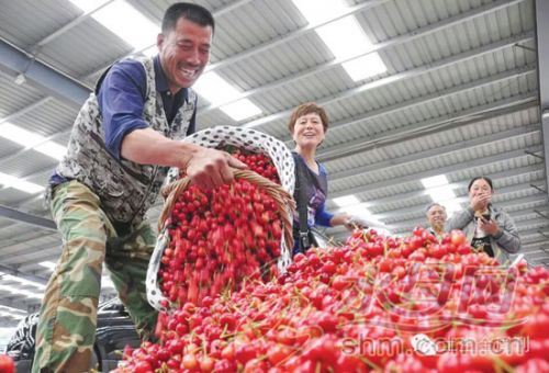 烟台美早大樱桃价格表,烟台美早樱桃