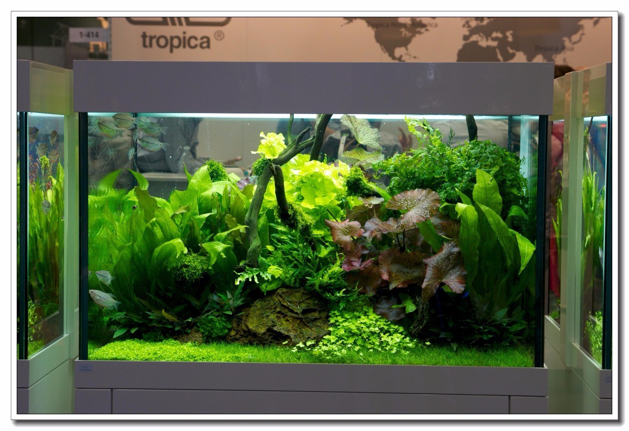 德国纽伦堡宠物展,2018德国纽伦堡宠物展