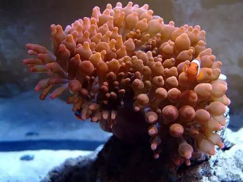 奶嘴计划基础知识,奶嘴的介绍话术