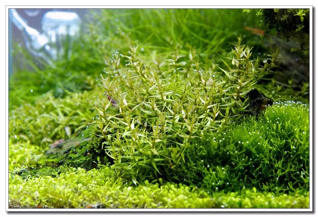 德国纽伦堡宠物展,2018德国纽伦堡宠物展