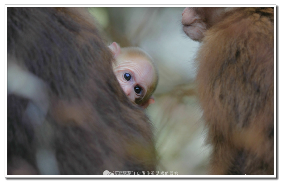 莽山国家森林公园自驾上山,莽山端午节