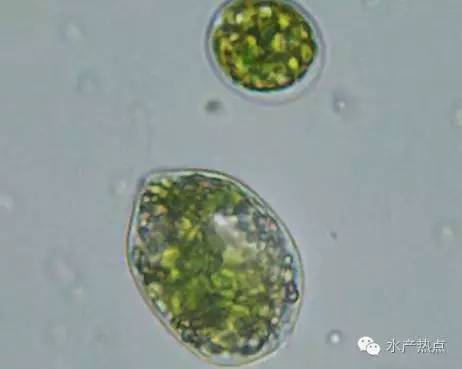 白对虾养殖甲裸藻怎样处理,海水养殖南美白对虾爆发血红裸藻