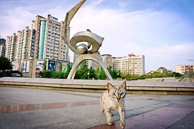 好耍|喵星人大摆造型带你玩转青白江，不萌你来找我！