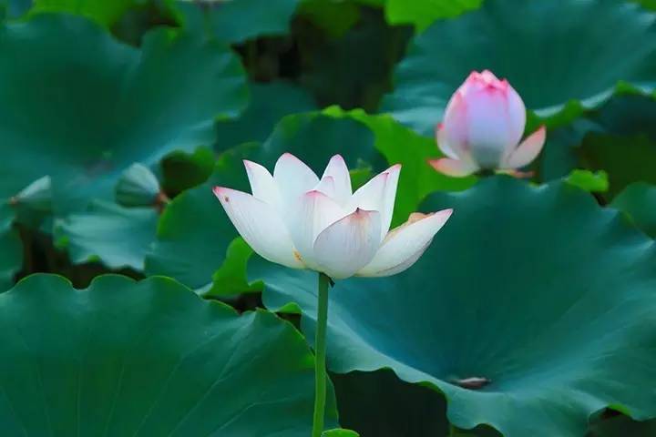 暗黑系石楠花退场的夏天，谁才是武汉新一轮的夏花担当？