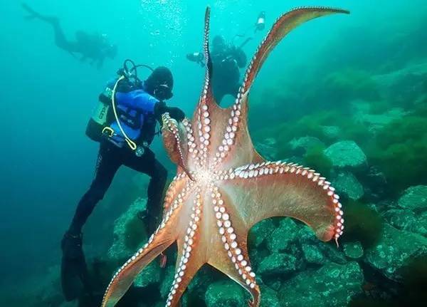 为了庆祝儿童节，珠宝界搬来了整个动物园
