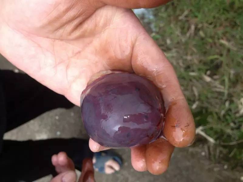 公鸡会下蛋吗图文,真正的公鸡会下蛋吗