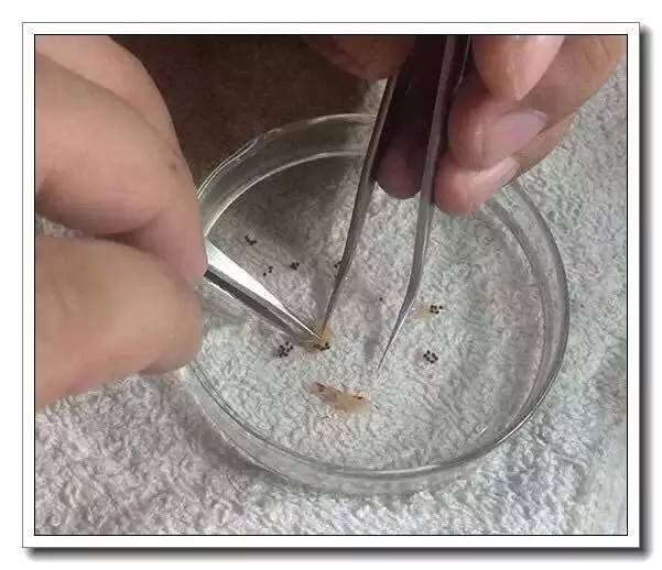 抱卵的虾但是死了该怎么拯救虾卵,母虾死亡虾卵怎么孵化