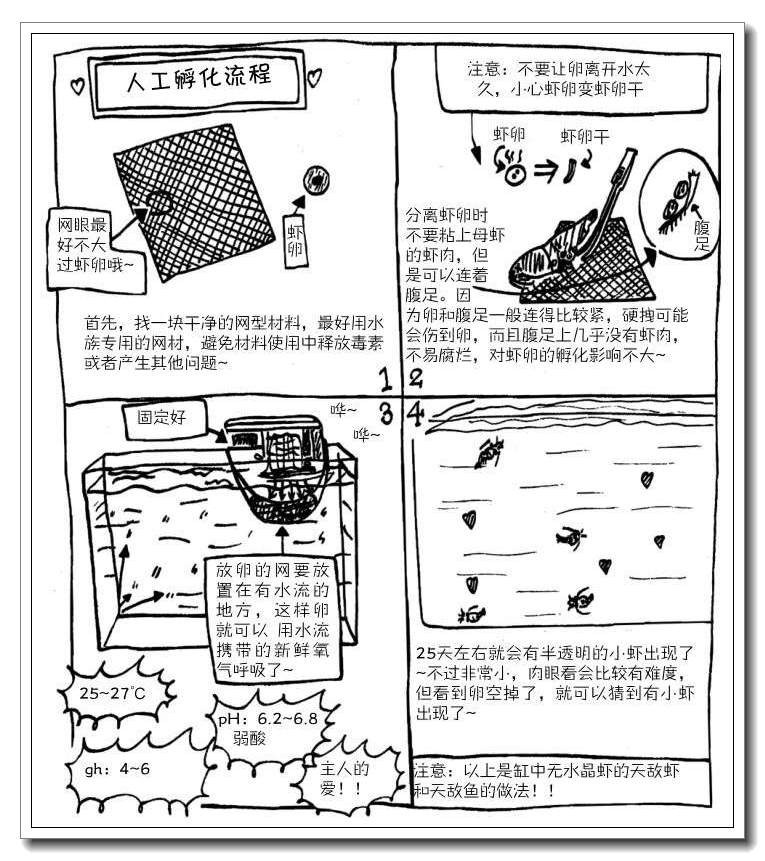 抱卵的虾但是死了该怎么拯救虾卵,母虾死亡虾卵怎么孵化