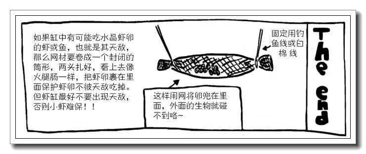 抱卵的虾但是死了该怎么拯救虾卵,母虾死亡虾卵怎么孵化